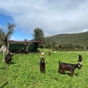 Batalha Animal farm tour