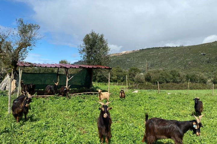 Batalha Animal farm tour