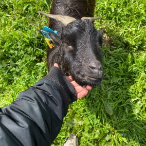 Batalha Animal farm tour