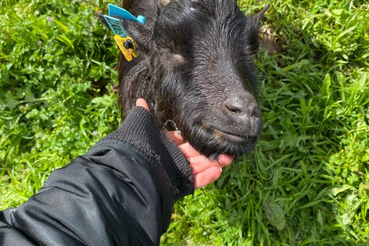 Batalha Animal farm tour