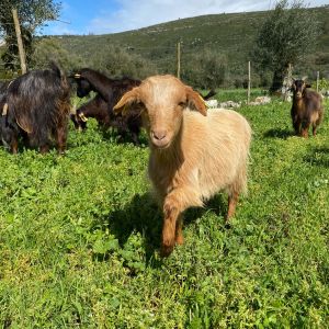 Batalha Animal farm tour