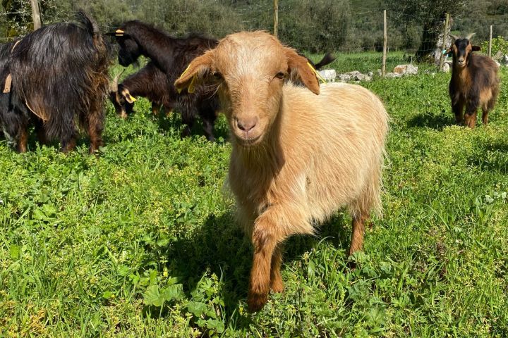 Batalha Animal farm tour