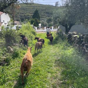 Batalha Animal farm tour