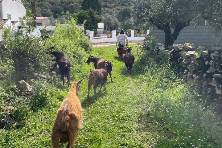Batalha Animal farm tour