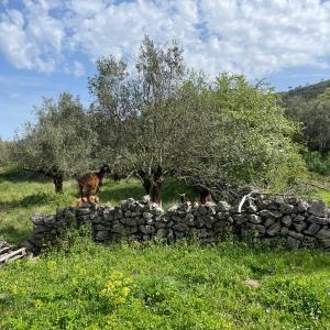 Batalha Animal farm tour