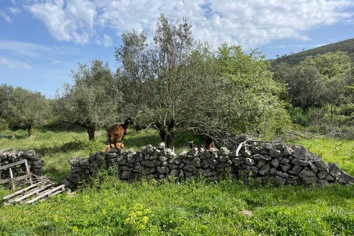 Batalha Animal farm tour