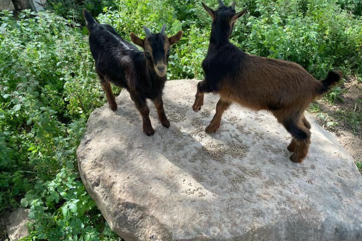 Batalha Animal farm tour