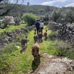 Batalha Animal farm tour