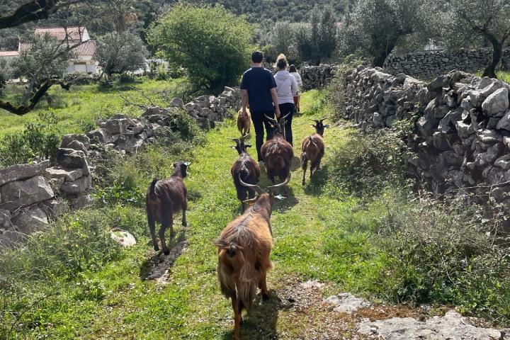 Batalha Animal farm tour