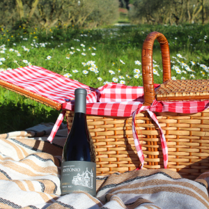 Olive Grove & Olive Oil Press Experience with picnic