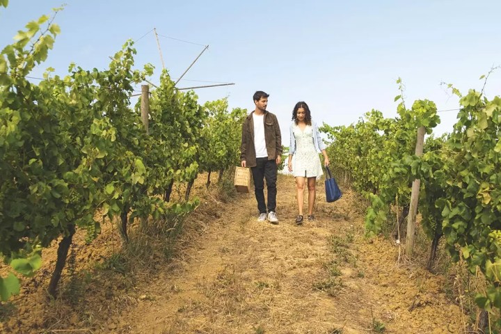 Lisbon Picnic Winery