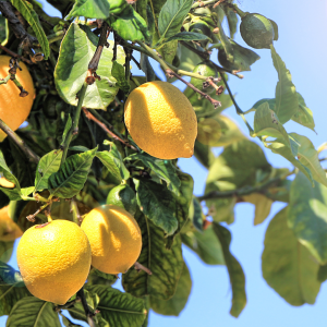 algarve lemon tour