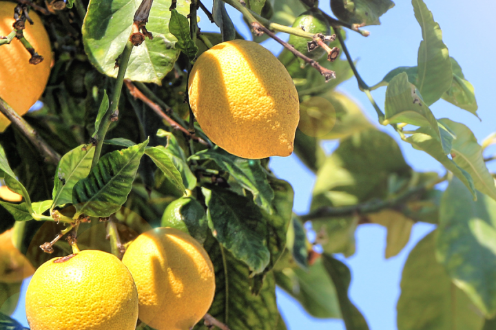 algarve lemon tour