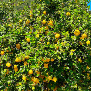 algarve lemon tour