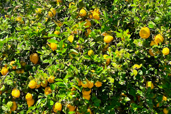 algarve lemon tour
