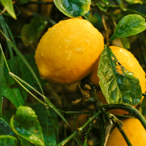 algarve lemon tour