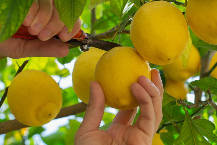 algarve lemon tour