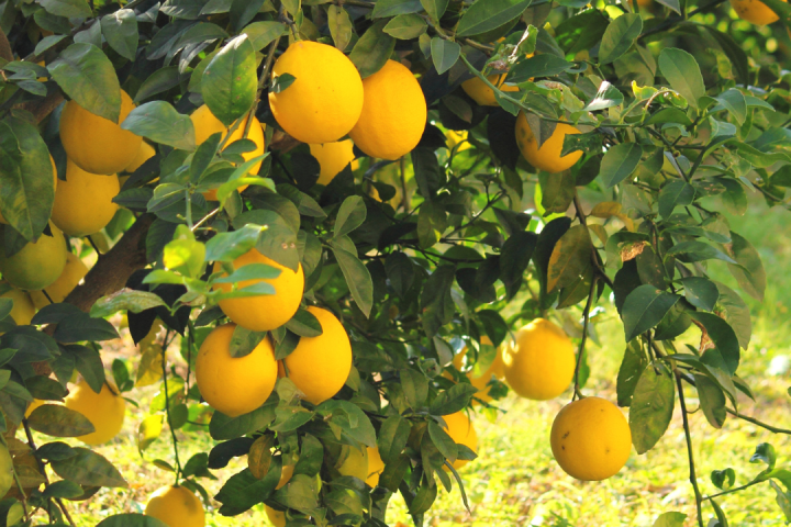 algarve lemon tour