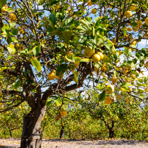 algarve lemon tour