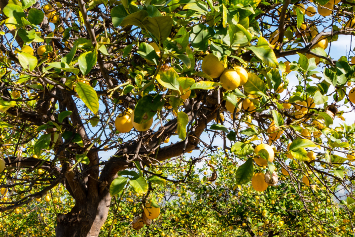 algarve lemon tour