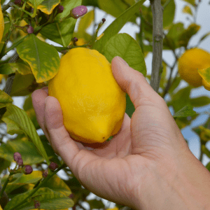 algarve lemon tour