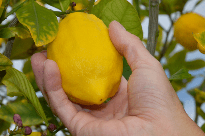 algarve lemon tour