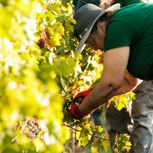 Évora grape harvest experience in a vineyard during harvest season