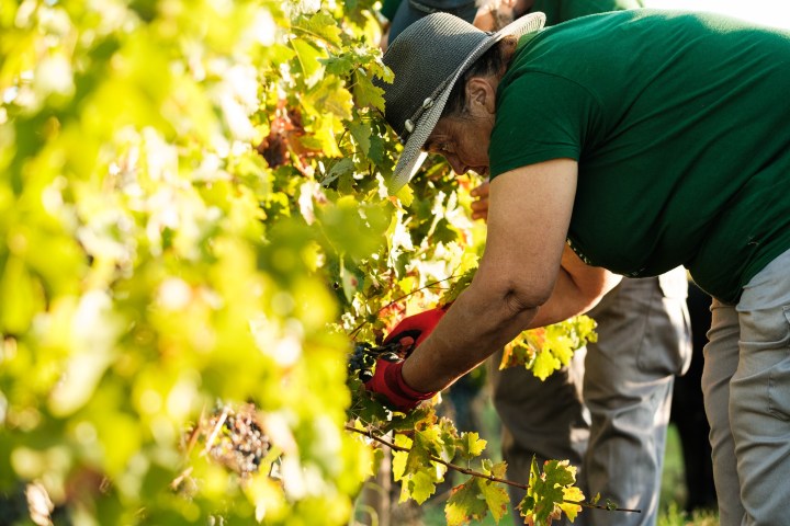 Grape harvest tour in Évora