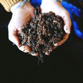 Grape harvest tour in Évora