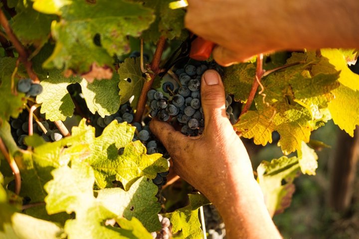 Grape harvest tour in Évora