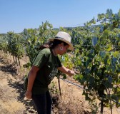 Grape harvest tour in Évora