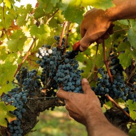 Grape harvest tour in Évora