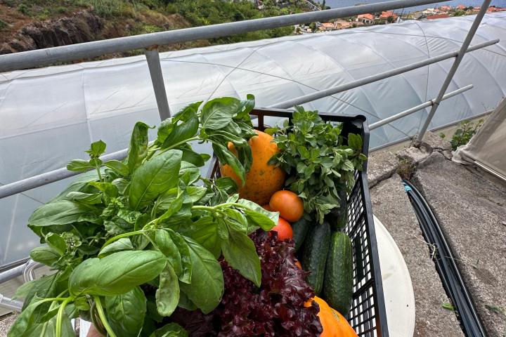 madeira farm to table tour