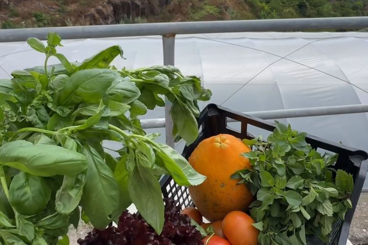 madeira farm to table tour