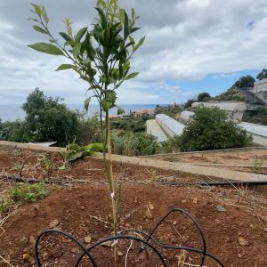 madeira farm to table tour