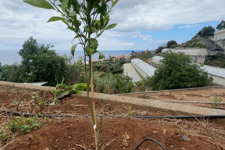 madeira farm to table tour