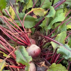 madeira farm to table tour