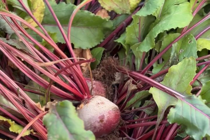 madeira farm to table tour