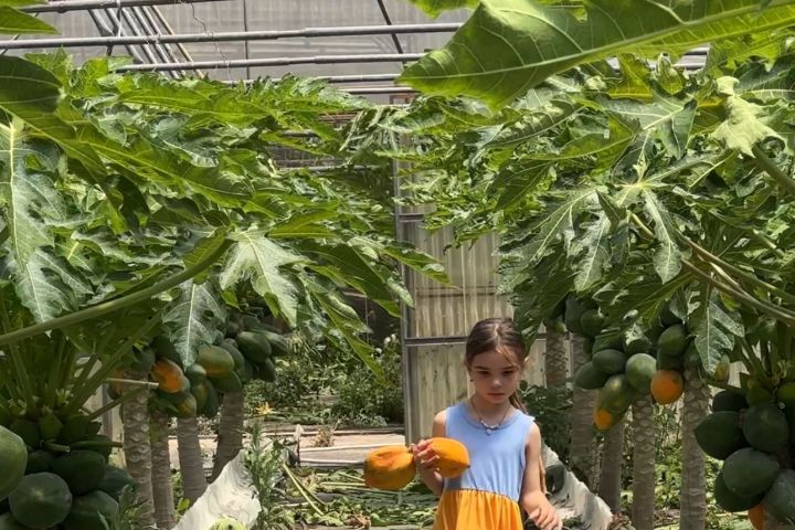 madeira farm to table tour