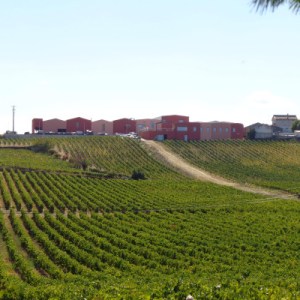 douro grape harvest tour