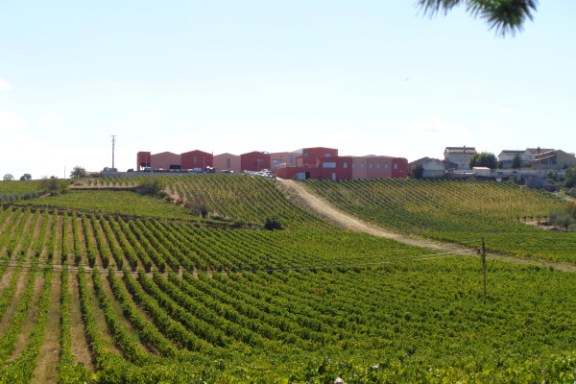 douro grape harvest tour