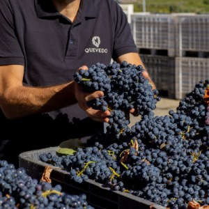 douro grape harvest tour