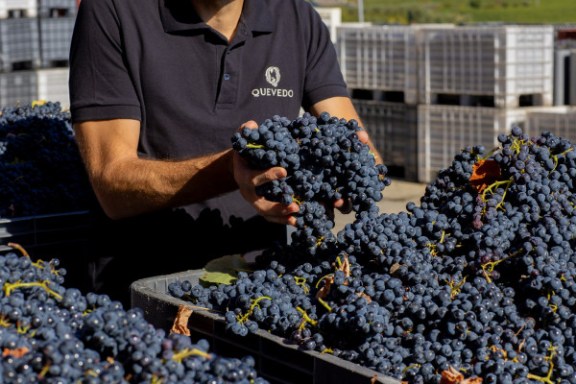 douro grape harvest tour
