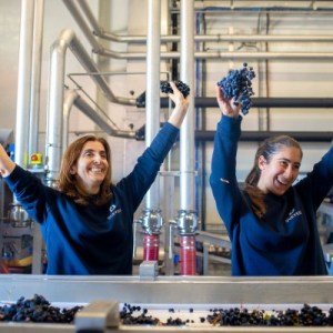 douro grape harvest tour