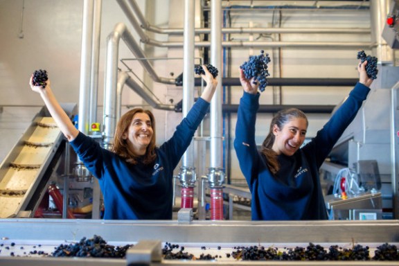 douro grape harvest tour