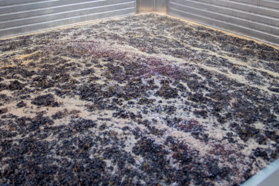 douro grape harvest tour