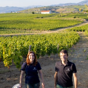 douro grape harvest tour