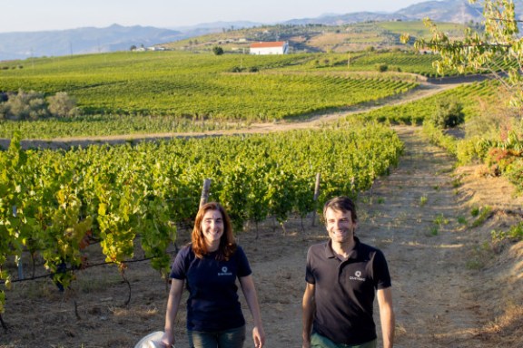 douro grape harvest tour