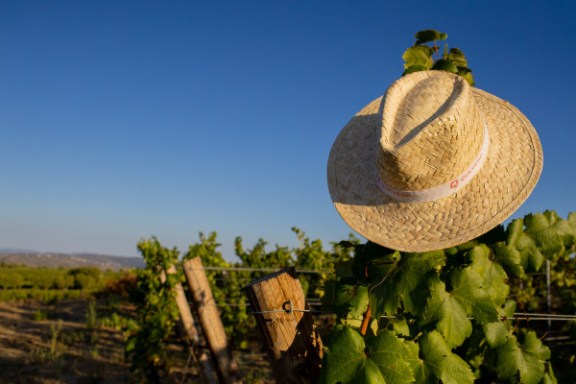 douro grape harvest tour