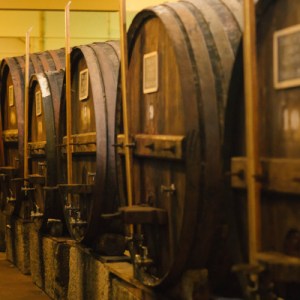 douro grape harvest tour